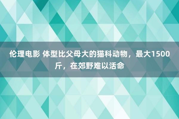 伦理电影 体型比父母大的猫科动物，最大1500斤，在郊野难以活命